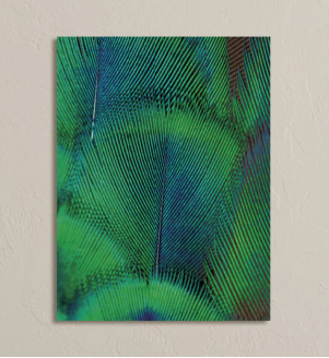 Obraz na stenu s detailným záberom na zeleno-modré pierko